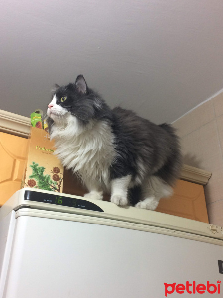 Ragamuffin, Kedi  EİRENE fotoğrafı