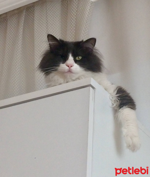 Ragamuffin, Kedi  EİRENE fotoğrafı