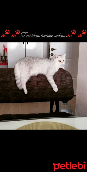 British Shorthair, Kedi  Oskar fotoğrafı