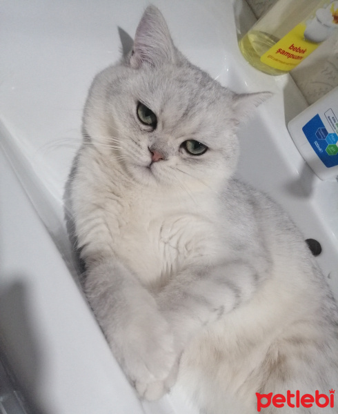 British Shorthair, Kedi  Oskar fotoğrafı