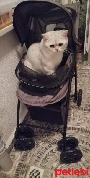 British Shorthair, Kedi  Oskar fotoğrafı