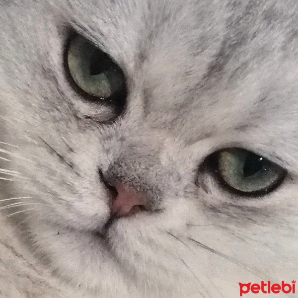 British Shorthair, Kedi  Oskar fotoğrafı