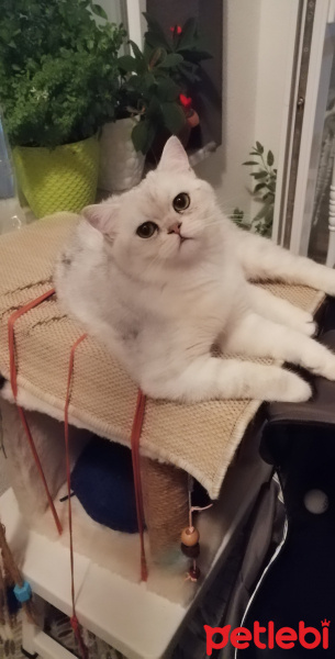 British Shorthair, Kedi  Oskar fotoğrafı