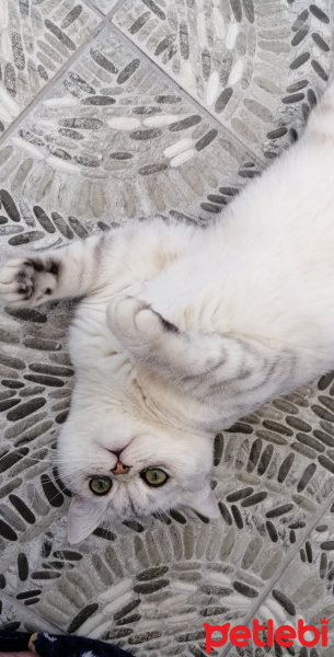 British Shorthair, Kedi  Oskar fotoğrafı