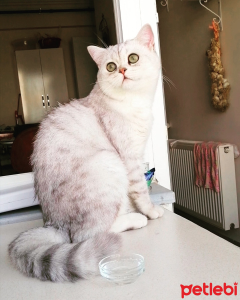 British Shorthair, Kedi  Oskar fotoğrafı