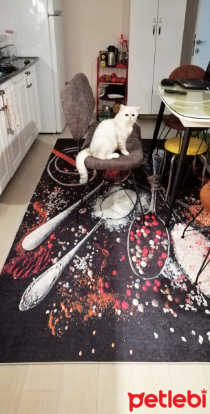 British Shorthair, Kedi  Oskar fotoğrafı