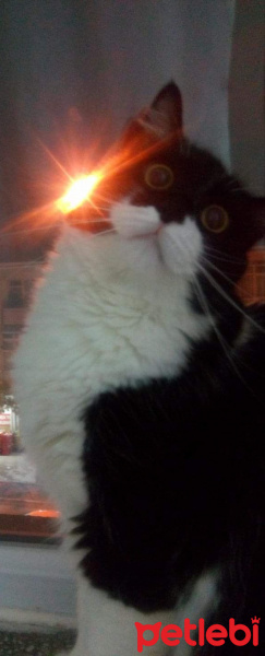 Tekir Kedi, Kedi  Limon fotoğrafı