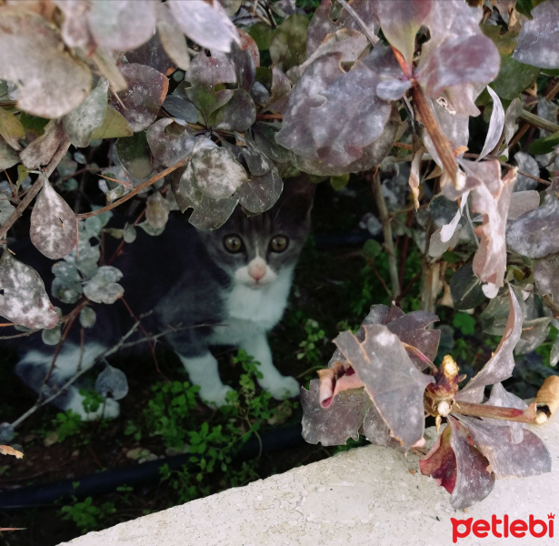 Tekir Kedi, Kedi  Limon fotoğrafı