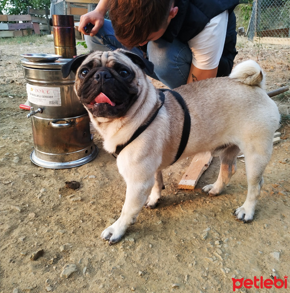 Pug, Köpek  Rıfkı fotoğrafı