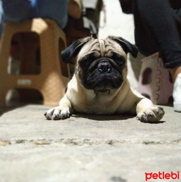 Pug, Köpek  Rıfkı fotoğrafı