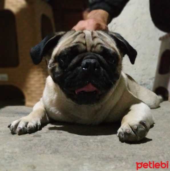 Pug, Köpek  Rıfkı fotoğrafı