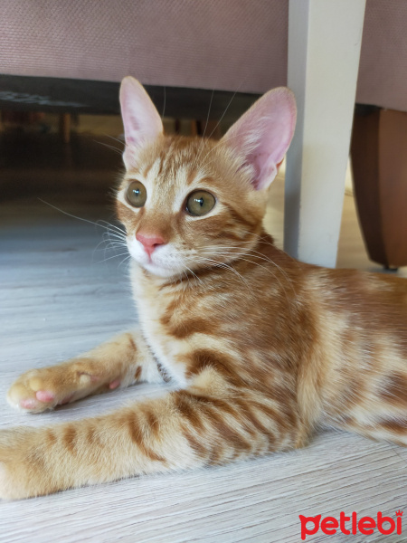 Sarman, Kedi  Lokum fotoğrafı