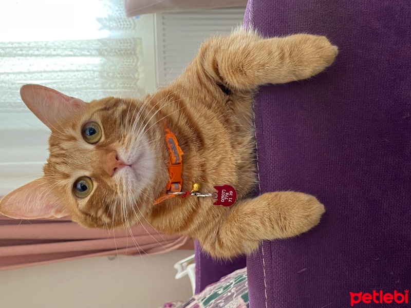 Sarman, Kedi  Lokum fotoğrafı