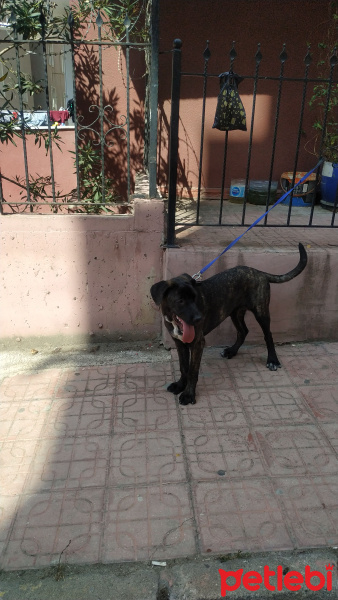 Cane Corso Italiano, Köpek  Asya fotoğrafı