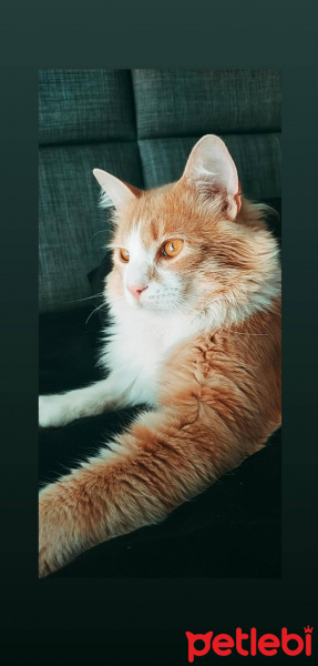 Tekir Kedi, Kedi  Kaju fotoğrafı