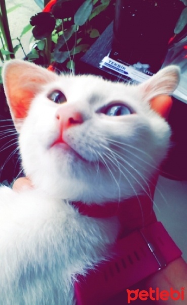 Van Kedisi, Kedi  Minnak fotoğrafı