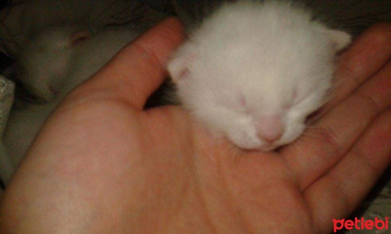 Van Kedisi, Kedi  Minnak fotoğrafı