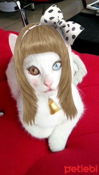 Van Kedisi, Kedi  Minnak fotoğrafı