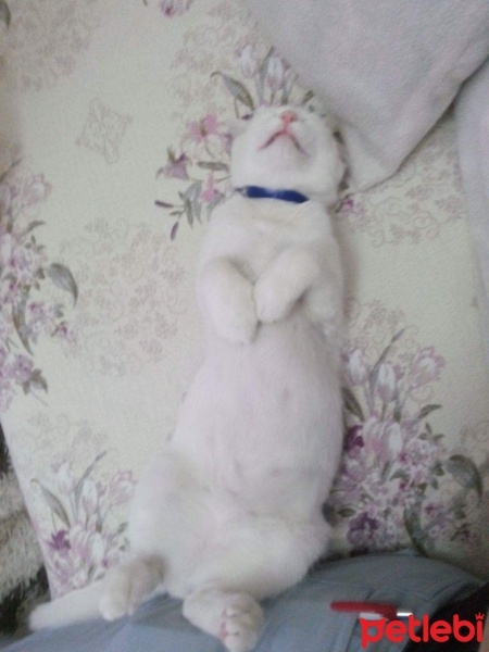 Van Kedisi, Kedi  Minnak fotoğrafı