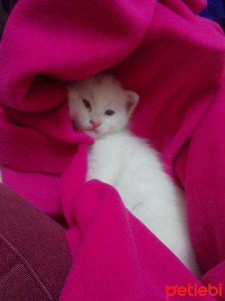 Van Kedisi, Kedi  Minnak fotoğrafı