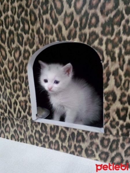 Van Kedisi, Kedi  Minnak fotoğrafı