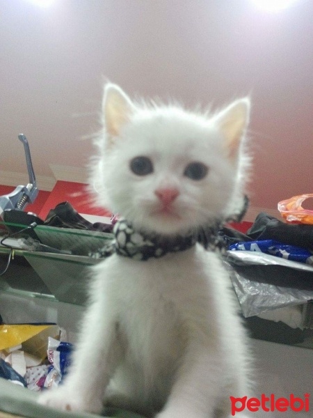 Van Kedisi, Kedi  Minnak fotoğrafı