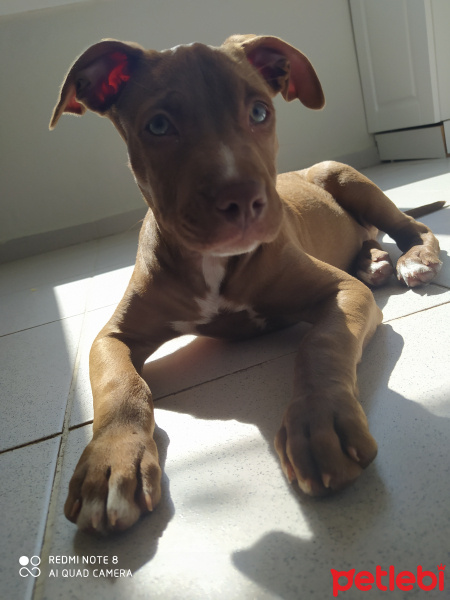 Amerikan Pitbull Terrier, Köpek  Loky fotoğrafı