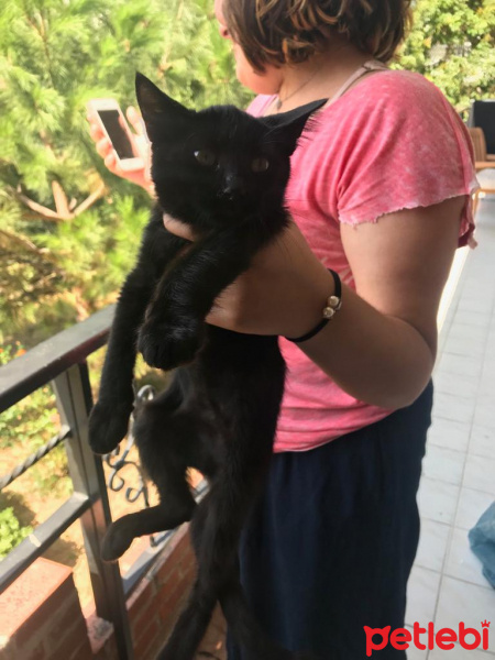 Tekir Kedi, Kedi  Gece fotoğrafı