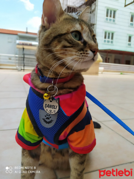 Tekir Kedi, Kedi  Şanslı fotoğrafı