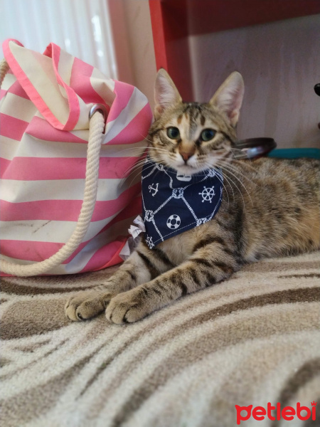 Tekir Kedi, Kedi  Şanslı fotoğrafı