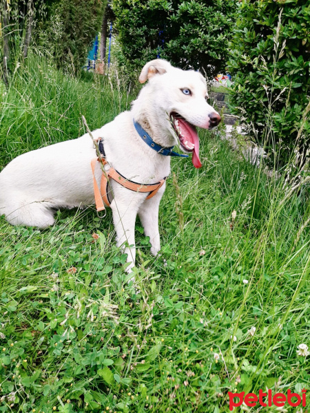 Sibirya Kurdu (Husky), Köpek  Ceku fotoğrafı