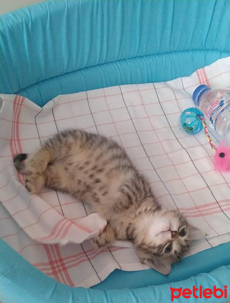 Tekir Kedi, Kedi  Pietro fotoğrafı