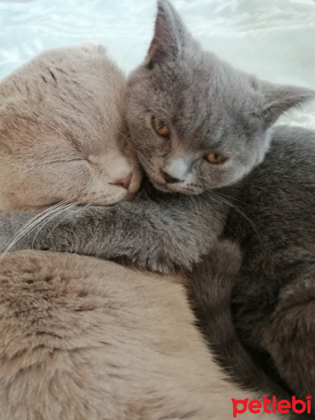 Scottish Fold, Kedi  Leo fotoğrafı
