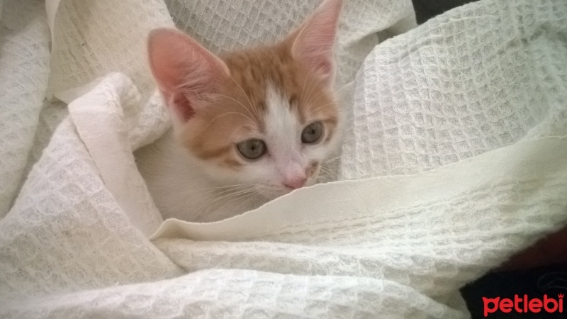 Tekir Kedi, Kedi  Yumurta fotoğrafı