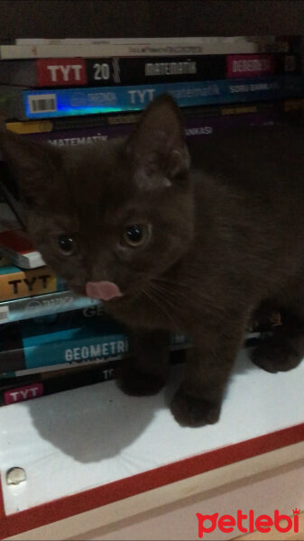 British Shorthair, Kedi  Abidin fotoğrafı