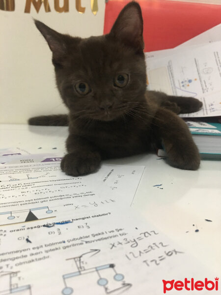 British Shorthair, Kedi  Abidin fotoğrafı