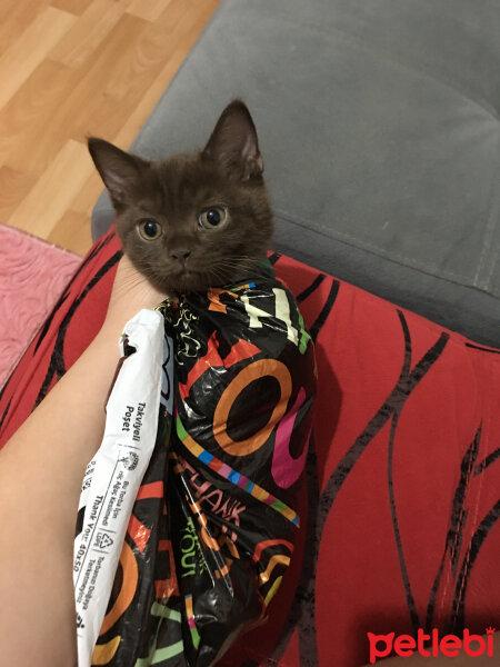 British Shorthair, Kedi  Abidin fotoğrafı