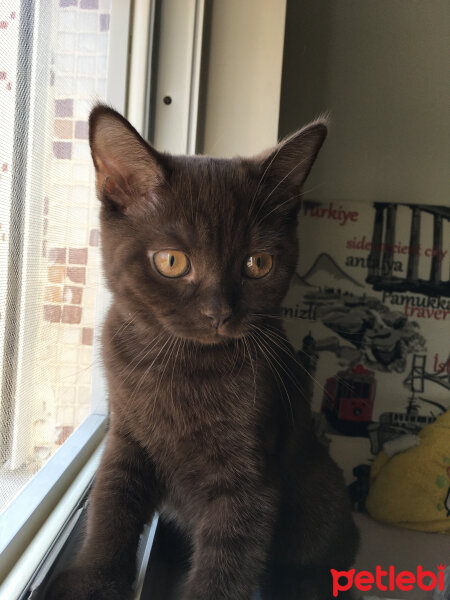 British Shorthair, Kedi  Abidin fotoğrafı