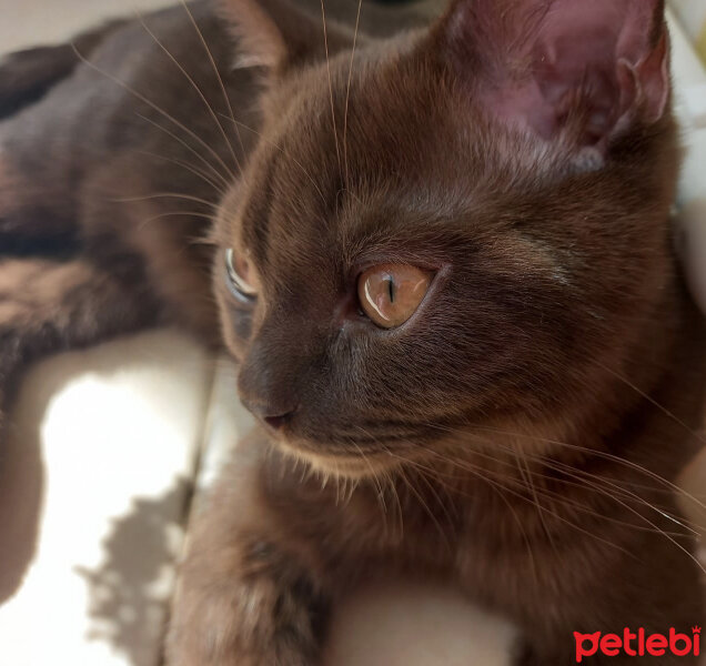 British Shorthair, Kedi  Abidin fotoğrafı