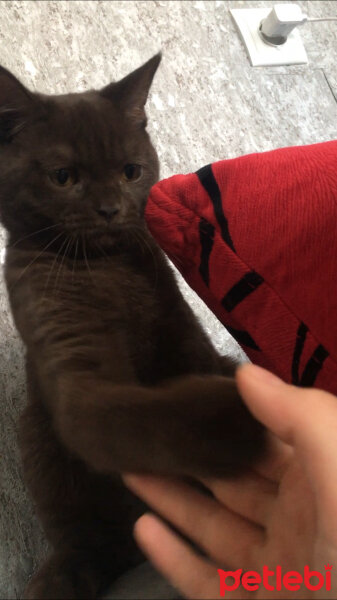 British Shorthair, Kedi  Abidin fotoğrafı