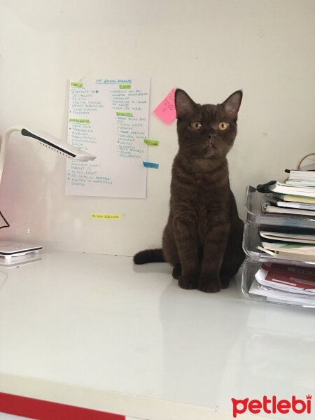 British Shorthair, Kedi  Abidin fotoğrafı