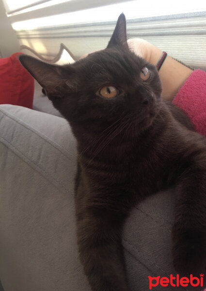 British Shorthair, Kedi  Abidin fotoğrafı