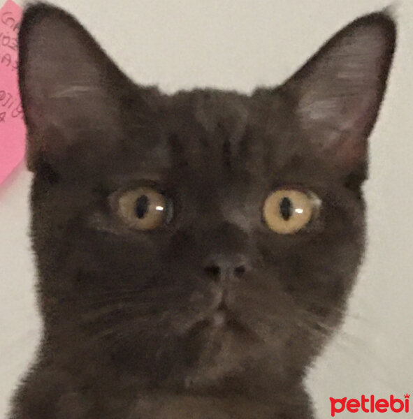 British Shorthair, Kedi  Abidin fotoğrafı