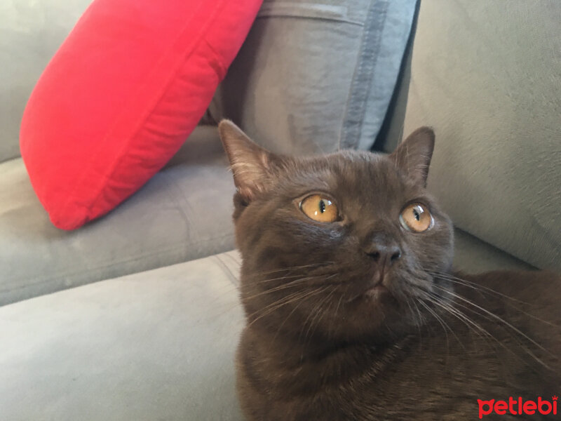 British Shorthair, Kedi  Abidin fotoğrafı