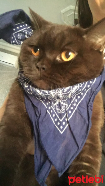 British Shorthair, Kedi  Abidin fotoğrafı