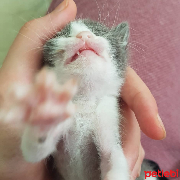 Tekir Kedi, Kedi  Miço fotoğrafı