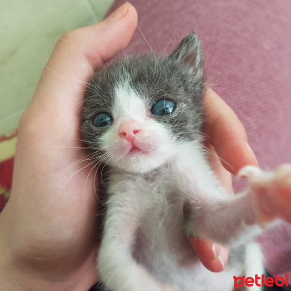 Tekir Kedi, Kedi  Miço fotoğrafı