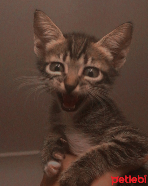 Tekir Kedi, Kedi  Artemis fotoğrafı
