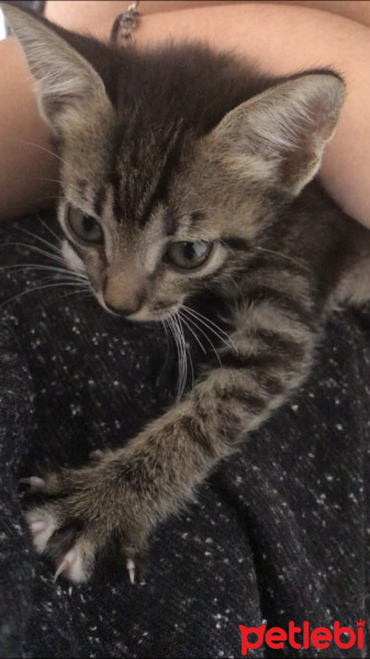 Tekir Kedi, Kedi  Artemis fotoğrafı