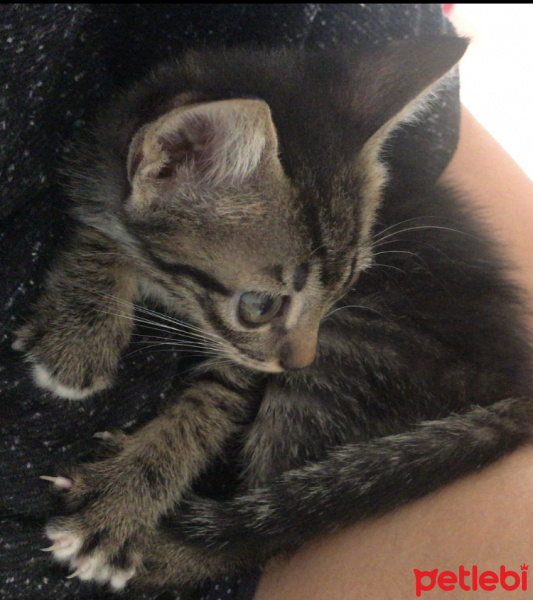 Tekir Kedi, Kedi  Artemis fotoğrafı